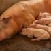 Granja porcina intensiva en Argentina, donde la producción de carne de cerdo creció 12,4% en 2026.