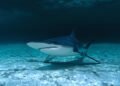 Tiburón martillo nadando en aguas tropicales, especie clave en los esfuerzos de conservación marina de Panamá.