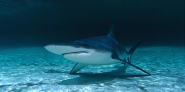 Tiburón martillo nadando en aguas tropicales, especie clave en los esfuerzos de conservación marina de Panamá.