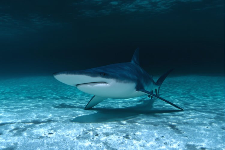 Tiburón martillo nadando en aguas tropicales, especie clave en los esfuerzos de conservación marina de Panamá.