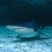 Tiburón martillo nadando en aguas tropicales, especie clave en los esfuerzos de conservación marina de Panamá.