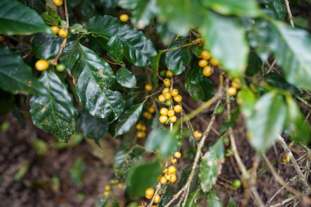 Plantación de café rodeada de bosque tropical en Costa Rica, simbolizando la restauración forestal con residuos agrícolas.