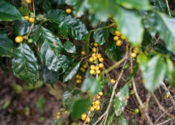 Plantación de café rodeada de bosque tropical en Costa Rica, simbolizando la restauración forestal con residuos agrícolas.