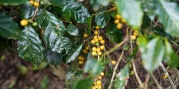Plantación de café rodeada de bosque tropical en Costa Rica, simbolizando la restauración forestal con residuos agrícolas.
