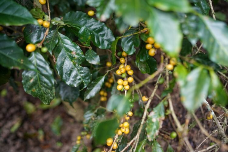 Plantación de café rodeada de bosque tropical en Costa Rica, simbolizando la restauración forestal con residuos agrícolas.