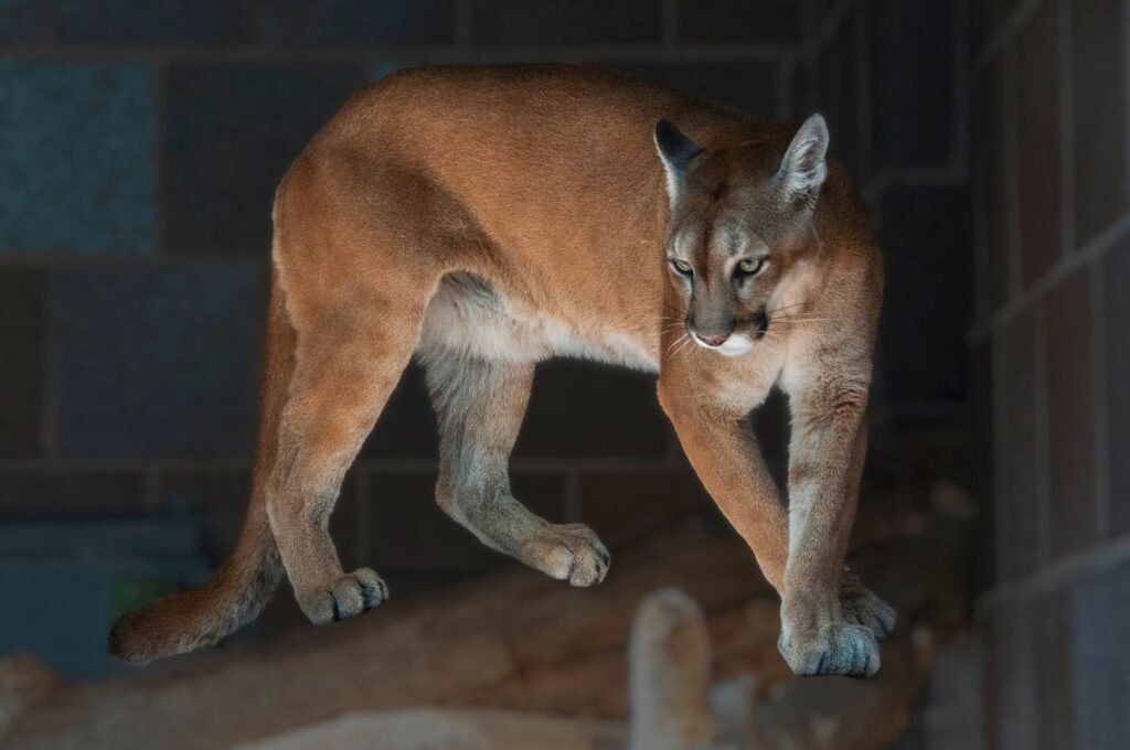 Puma adulto en ambiente natural al atardecer, similar al avistado en Bolívar, Buenos Aires.
