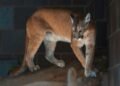 Puma adulto en ambiente natural al atardecer, similar al avistado en Bolívar, Buenos Aires.