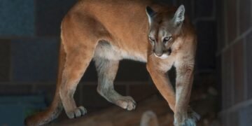 Puma adulto en ambiente natural al atardecer, similar al avistado en Bolívar, Buenos Aires.