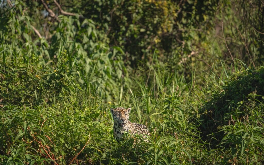 Huella de yaguareté en el suelo del monte chaqueño, evidencia del paso del felino más grande de América.