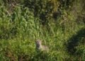 Huella de yaguareté en el suelo del monte chaqueño, evidencia del paso del felino más grande de América.