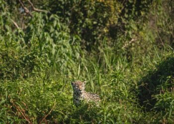 Huella de yaguareté en el suelo del monte chaqueño, evidencia del paso del felino más grande de América.