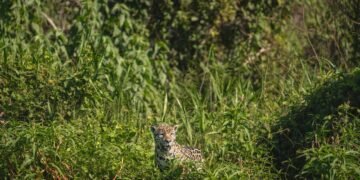 Huella de yaguareté en el suelo del monte chaqueño, evidencia del paso del felino más grande de América.