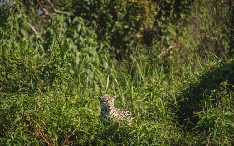 Huella de yaguareté en el suelo del monte chaqueño, evidencia del paso del felino más grande de América.