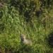 Huella de yaguareté en el suelo del monte chaqueño, evidencia del paso del felino más grande de América.