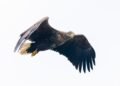 Águila calva en vuelo, una de las especies rescatadas por la Ley de Especies en Peligro de Estados Unidos.