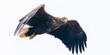 Águila calva en vuelo, una de las especies rescatadas por la Ley de Especies en Peligro de Estados Unidos.