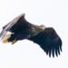 Águila calva en vuelo, una de las especies rescatadas por la Ley de Especies en Peligro de Estados Unidos.