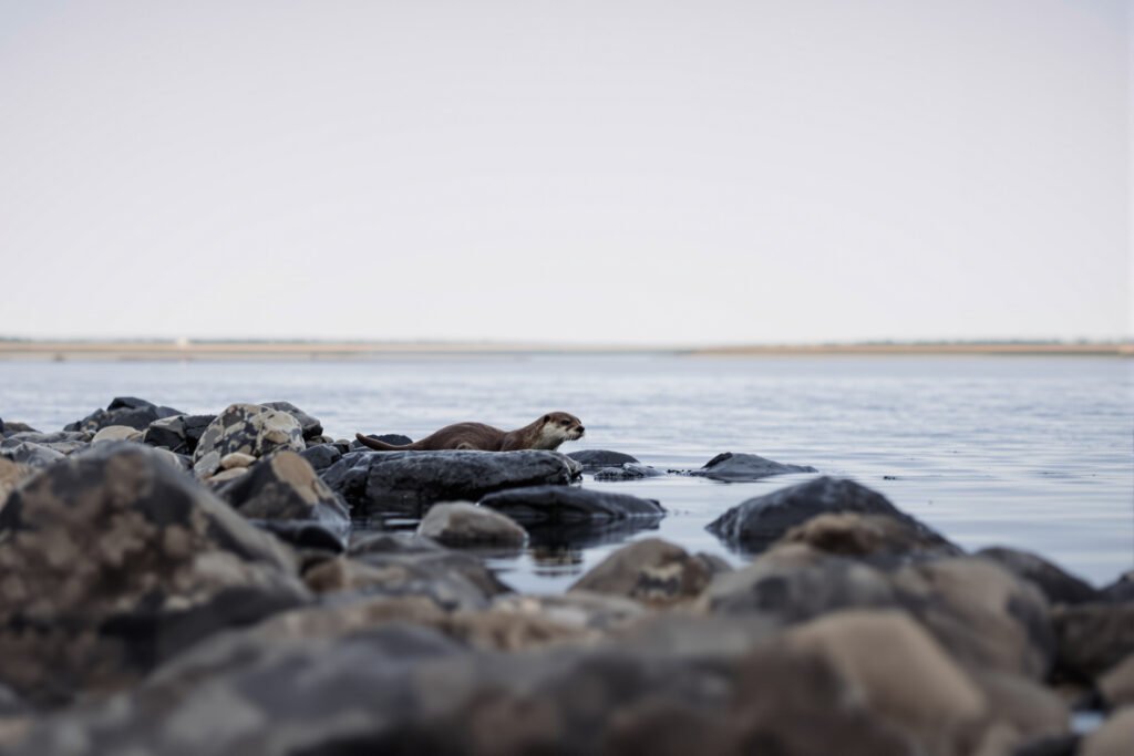 Nutria de río en hábitat patagónico con aguas limpias y vegetación ribereña, representando el regreso del huillín.