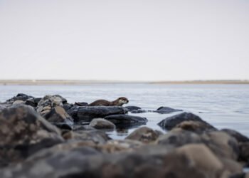 Nutria de río en hábitat patagónico con aguas limpias y vegetación ribereña, representando el regreso del huillín.