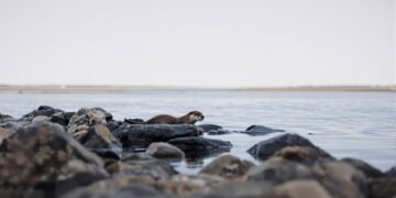 Nutria de río en hábitat patagónico con aguas limpias y vegetación ribereña, representando el regreso del huillín.