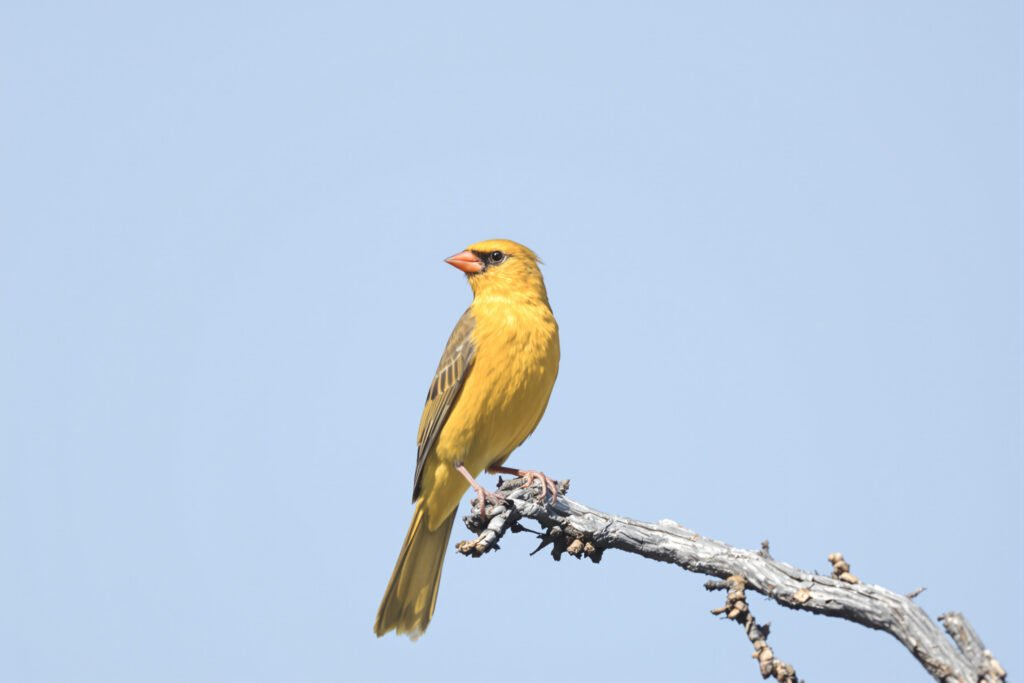 Cardenal amarillo, especie en peligro rescatada en el operativo de San Juan contra el tráfico de aves silvestres.