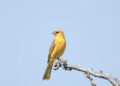 Cardenal amarillo, especie en peligro rescatada en el operativo de San Juan contra el tráfico de aves silvestres.