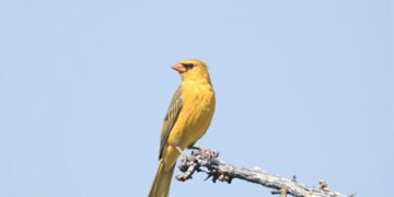Cardenal amarillo, especie en peligro rescatada en el operativo de San Juan contra el tráfico de aves silvestres.