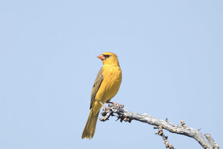 Cardenal amarillo, especie en peligro rescatada en el operativo de San Juan contra el tráfico de aves silvestres.