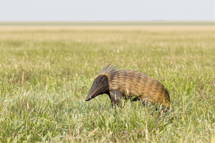 Oso hormiguero gigante caminando por pastizales húmedos del Gran Chaco argentino.