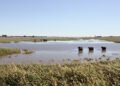 Campo ganadero inundado en la región del litoral argentino, zona de alto riesgo hídrico para el ganado bovino.