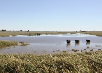 Campo ganadero inundado en la región del litoral argentino, zona de alto riesgo hídrico para el ganado bovino.