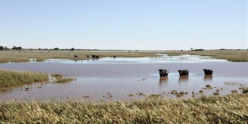Campo ganadero inundado en la región del litoral argentino, zona de alto riesgo hídrico para el ganado bovino.