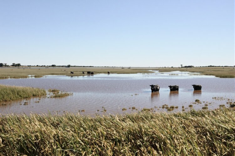 Campo ganadero inundado en la región del litoral argentino, zona de alto riesgo hídrico para el ganado bovino.