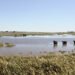 Campo ganadero inundado en la región del litoral argentino, zona de alto riesgo hídrico para el ganado bovino.