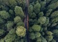 Vista aérea de una carretera de tierra atravesando la selva amazónica en Brasil, región de la ruta BR-319.