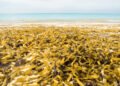 Acumulación de sargazo en playa del Caribe mexicano cubriendo la costa con algas marrones.