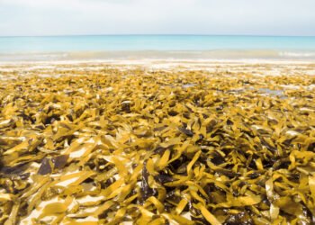 Acumulación de sargazo en playa del Caribe mexicano cubriendo la costa con algas marrones.