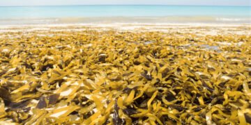 Acumulación de sargazo en playa del Caribe mexicano cubriendo la costa con algas marrones.
