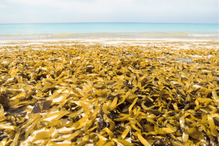 Acumulación de sargazo en playa del Caribe mexicano cubriendo la costa con algas marrones.