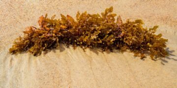Algas de sargazo varadas en la costa del Caribe mexicano formando una masa parduzca sobre la arena blanca.