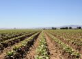 Campo de hortalizas en Argentina, cultivos que hasta ahora carecían de acceso a fitosanitarios autorizados.