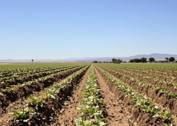 Campo de hortalizas en Argentina, cultivos que hasta ahora carecían de acceso a fitosanitarios autorizados.