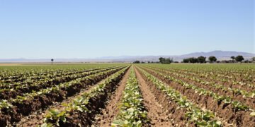 Campo de hortalizas en Argentina, cultivos que hasta ahora carecían de acceso a fitosanitarios autorizados.