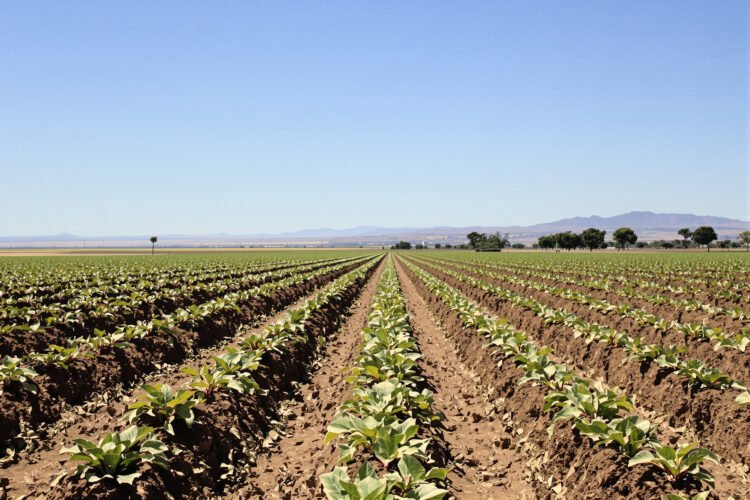 Campo de hortalizas en Argentina, cultivos que hasta ahora carecían de acceso a fitosanitarios autorizados.