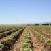 Campo de hortalizas en Argentina, cultivos que hasta ahora carecían de acceso a fitosanitarios autorizados.