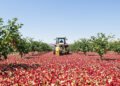 Plantación de cerezos en Sudáfrica durante la cosecha, representando la nueva competencia frutícola en el mercado asiático.