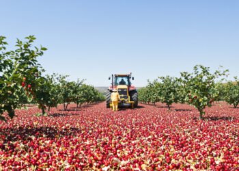 Plantación de cerezos en Sudáfrica durante la cosecha, representando la nueva competencia frutícola en el mercado asiático.