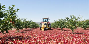 Plantación de cerezos en Sudáfrica durante la cosecha, representando la nueva competencia frutícola en el mercado asiático.