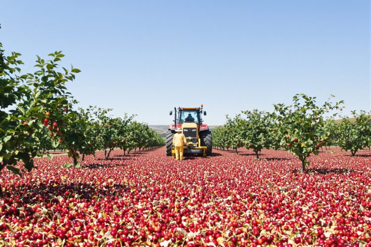 Plantación de cerezos en Sudáfrica durante la cosecha, representando la nueva competencia frutícola en el mercado asiático.