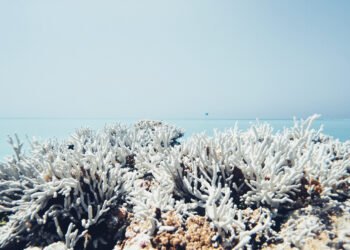 Arrecifes de coral blanqueados bajo el agua por el calentamiento oceánico.